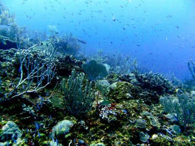 Los Carriles Diving Spot Las Galeras Samana